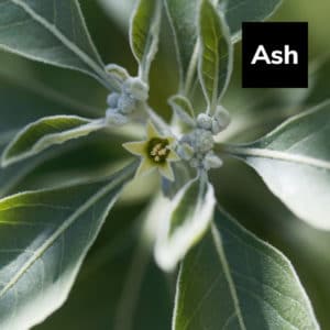 Read more about the article Ashwagandha: The Adaptogenic Ayurvedic Herb for Stress Reduction