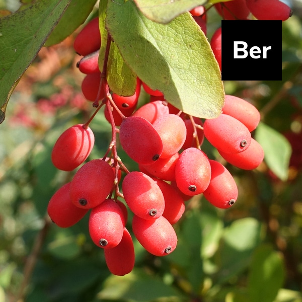 You are currently viewing Berberine: Powerful Health Benefits, Uses, and Precautions