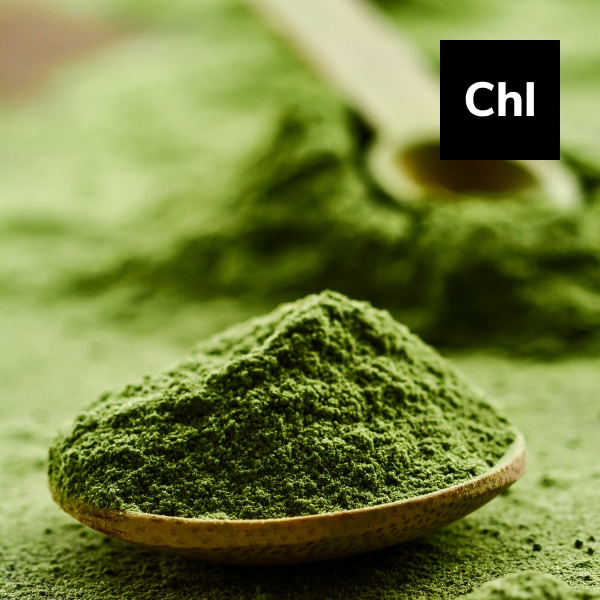 Read more about the article Chlorella – Nutritious Green Algae Superfood