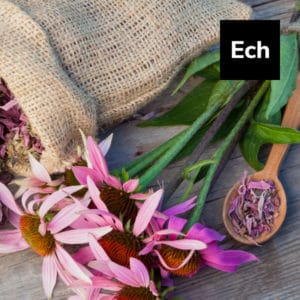 Read more about the article Echinacea: A Widely-Used Supplement in America
