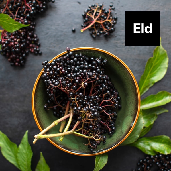 You are currently viewing Elderberry: Tiny Berries with Powerful Health Benefits