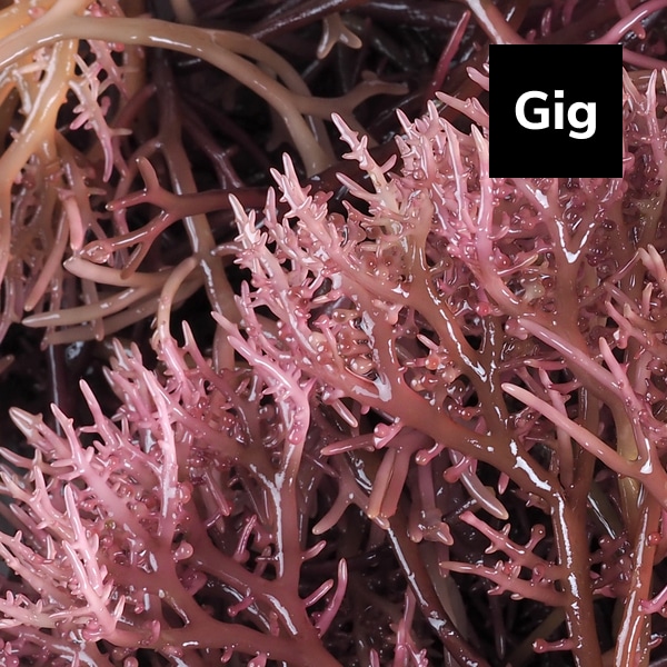 You are currently viewing Gigartina: Red Marine Algae