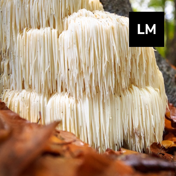 You are currently viewing Lion’s Mane : Medicinal Mushroom in Nutritional Supplements