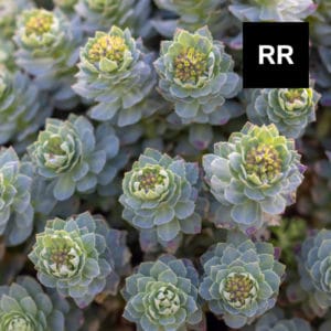Read more about the article Rhodiola Rosea: Herb that Combats Anxiety and Depression