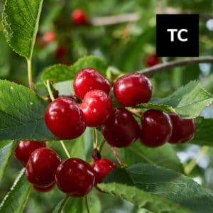 Read more about the article Tart Cherry: “Superfruit” to Boost Your Immune Health