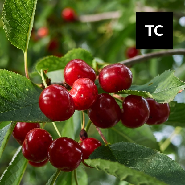 Read more about the article Tart Cherry: “Superfruit” to Boost Your Immune Health