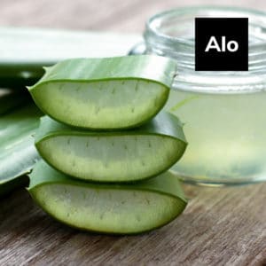 Read more about the article Aloe : An Ancient Miracle Remedy