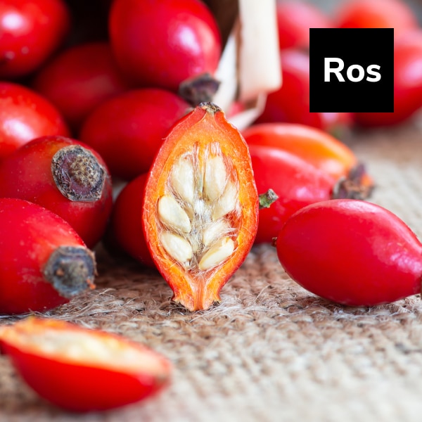 Read more about the article Rosehips: Nature’s Versatile Immune Protector