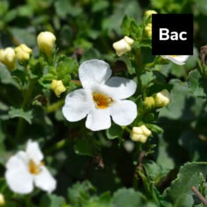 Bacopa for Boosting Memory and Immunity