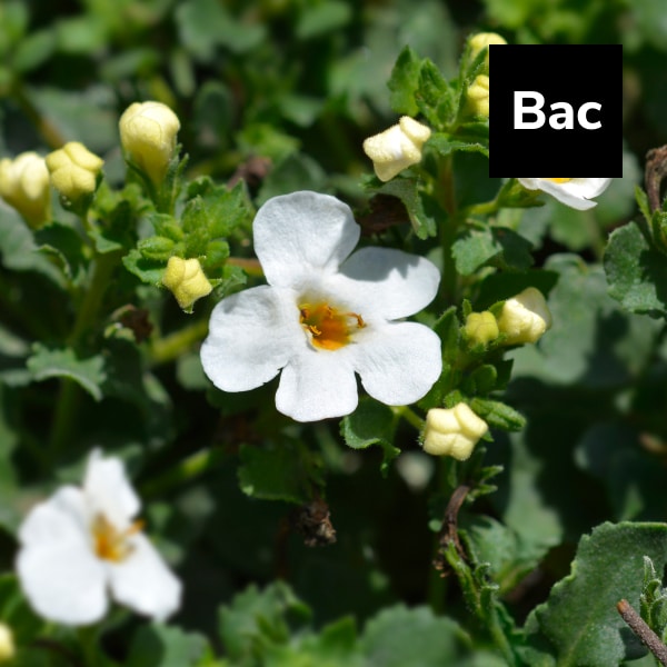 You are currently viewing Bacopa: An Ayurvedic Herb for Boosting Memory and Immunity